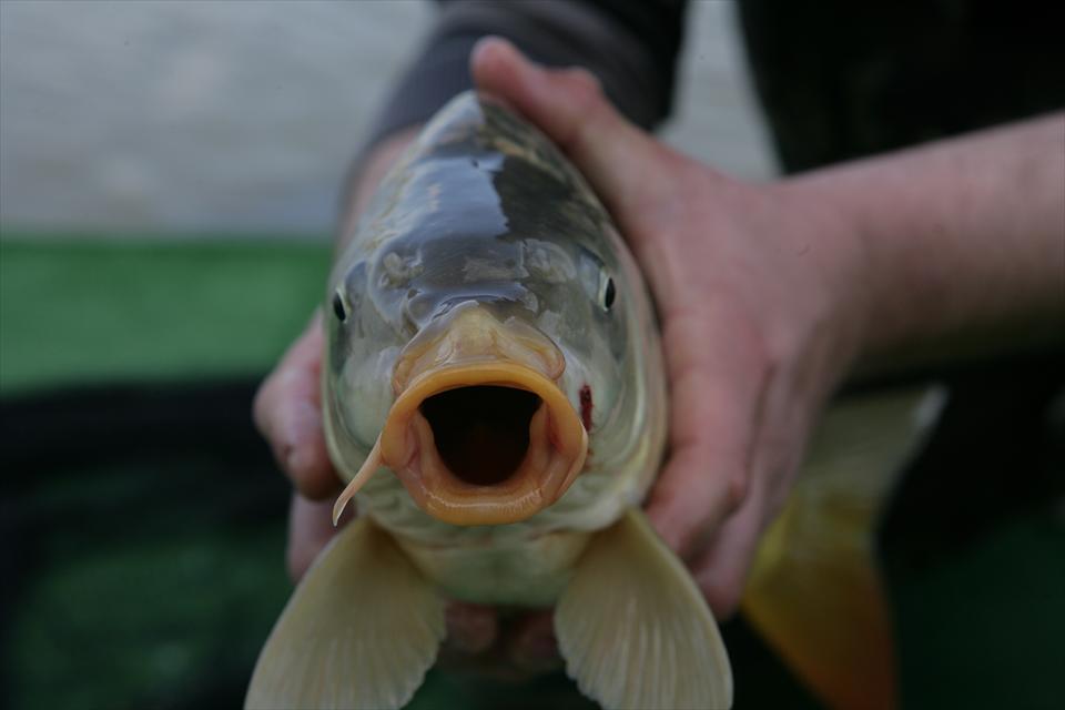 PESCARIUM – Corbeanca